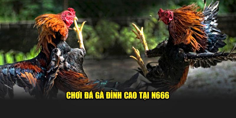 Chơi đá gà đỉnh cao tại N666