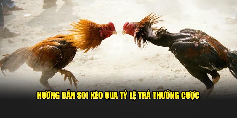 Hướng dẫn soi kèo qua tỷ lệ trả thưởng cược 