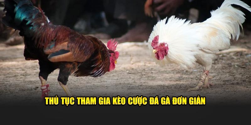 Thủ tục tham gia kèo cược đá gà đơn giản 